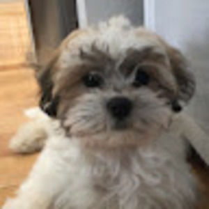 Meet your Posher, Chelsea